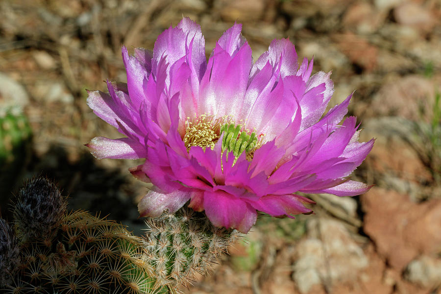 Cactus Rose #1 Photograph by Steve Templeton