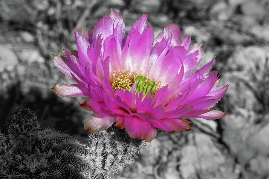 Cactus Rose #2 Photograph by Steve Templeton