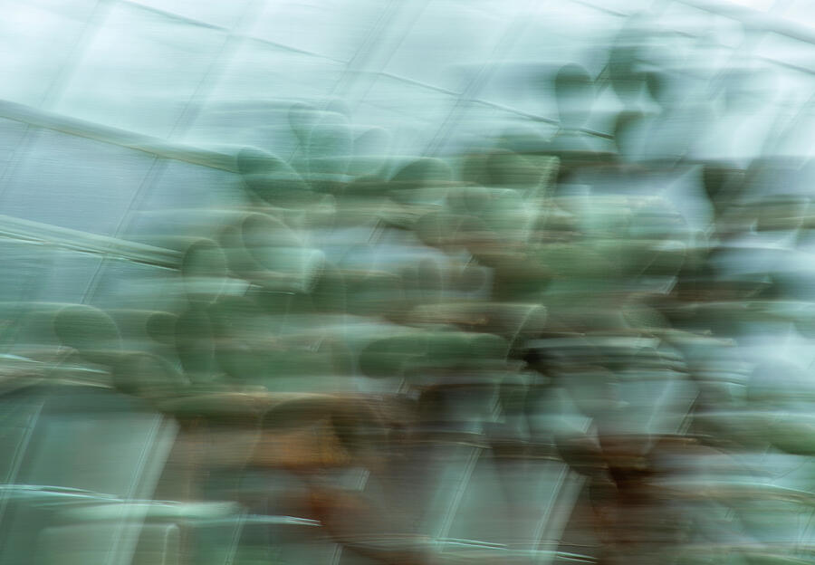 Abstract Photograph - Cactus running by Cate Franklyn