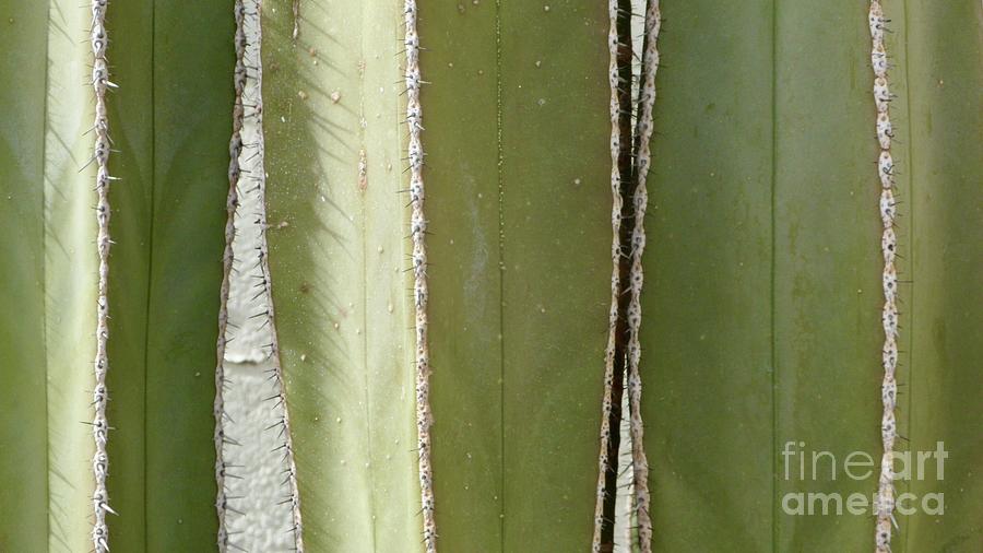 Cactus Series 1-1 Photograph by J Doyne Miller