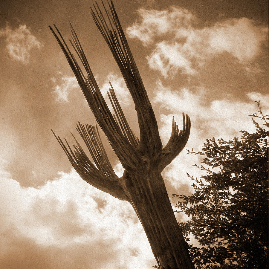 Cactus Skeleton Photograph - Cactus Skeleton  by Mike McGlothlen