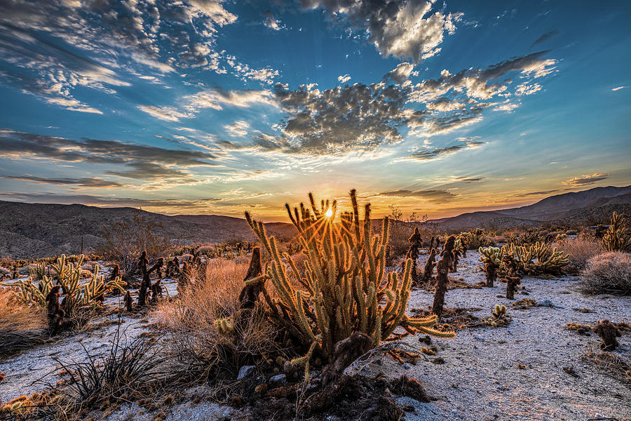 Cactus Sunrise Photograph by Peter Tellone