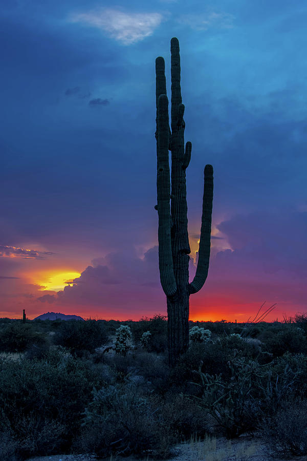 Cactus Sunset Photograph by Brian Cogar - Fine Art America