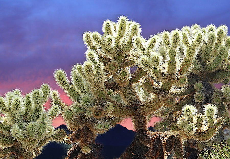 Cactus Sunset In Palm Springs Photograph