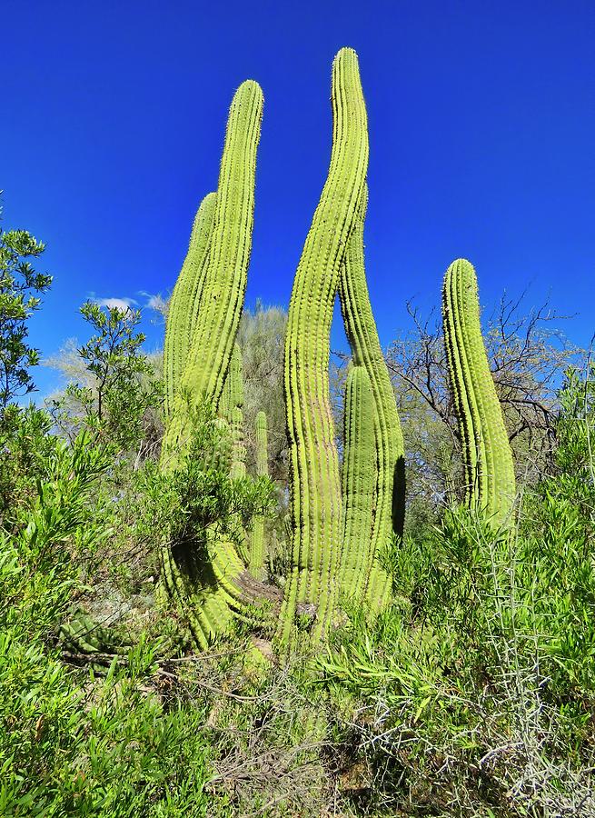 Cactus Sway Photograph by Judy Kennedy