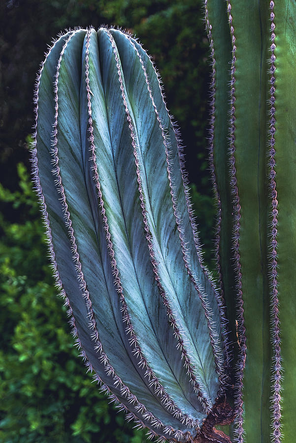 Cactus Swirls, Arizona - Vertical Photograph by Abbie Matthews