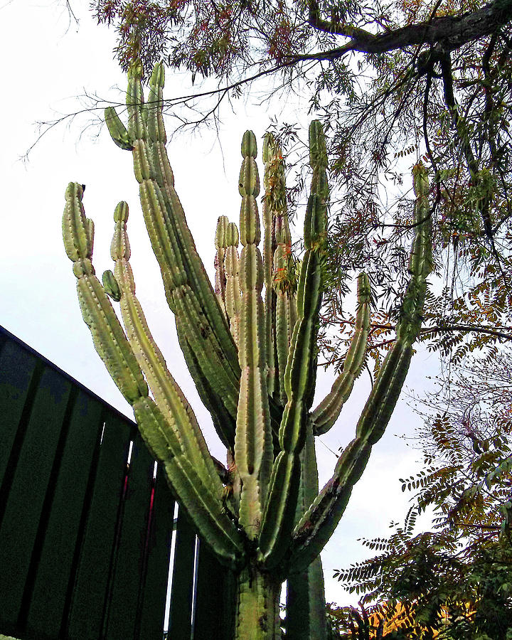 Cactus Tree Photograph by Andrew Lawrence