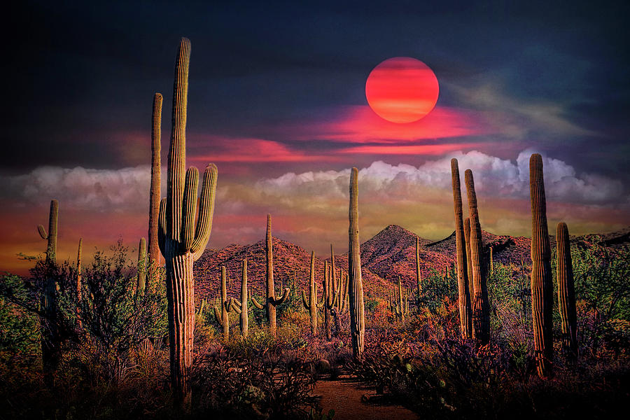 Cactus Under A Painted Sky Photograph