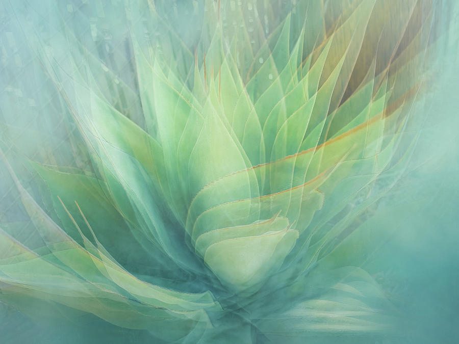 Cactus Views Digital Art by Terry Davis