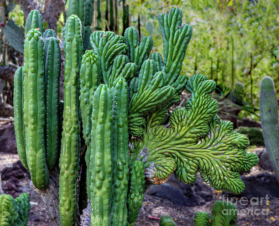 Cactus Waving at You Photograph by Roslyn Wilkins
