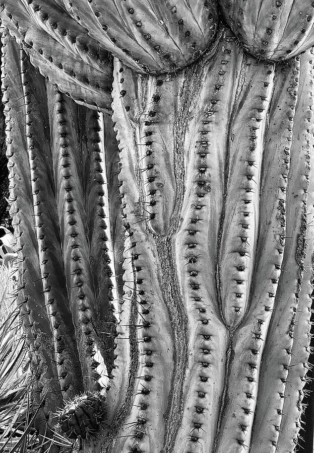 Black And White Photograph - Cactus with Character 1 by Betsy Runkle