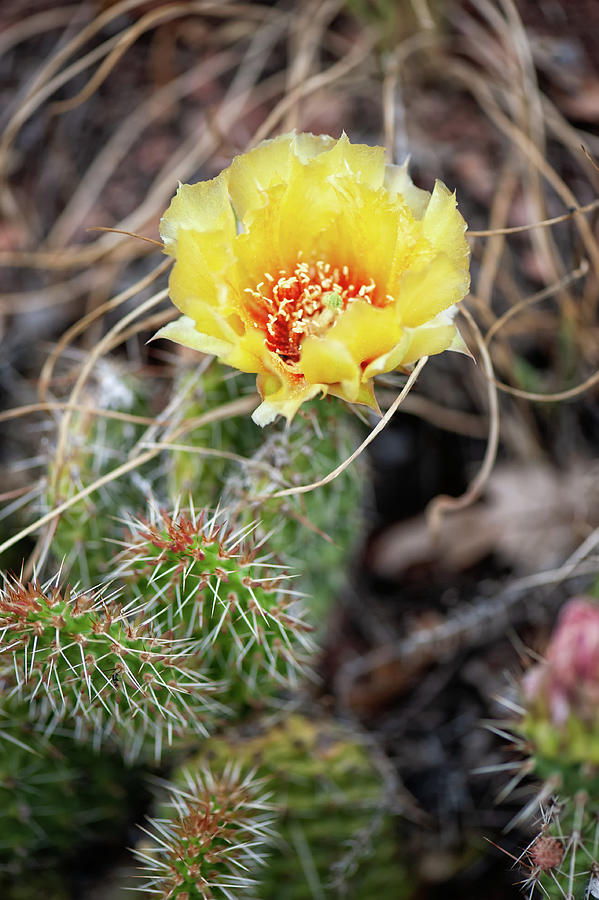 Cactus with flower Photograph by Doug Wittrock
