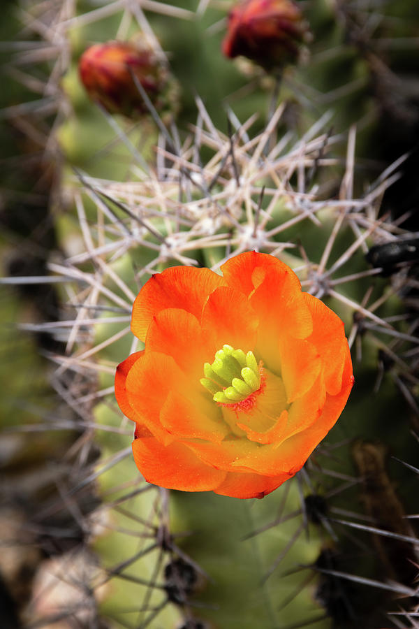 Cactus with Orange Bloom Photograph by Laurel Powell