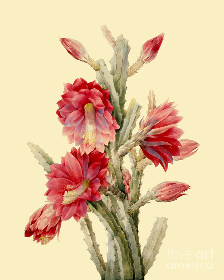 Flower Digital Art - Cactus with red flowers by Madame Memento