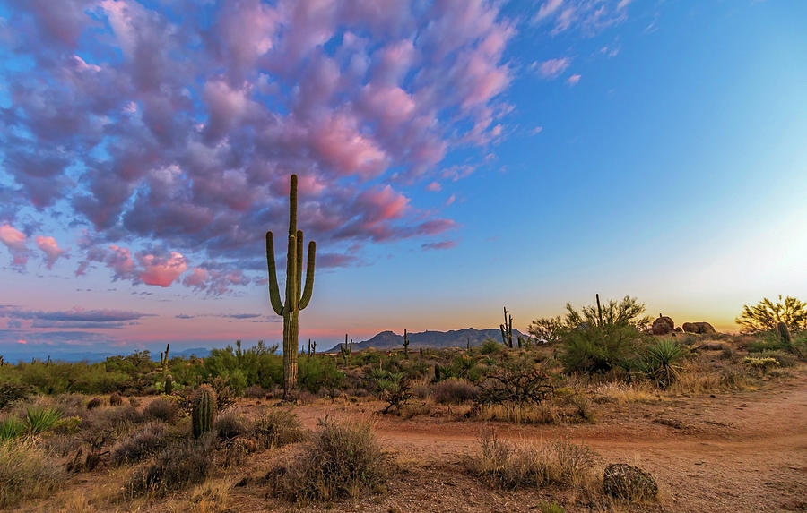 Cactus with Sunset Skies in Scottsdale , Arizona Photograph by Ray ...