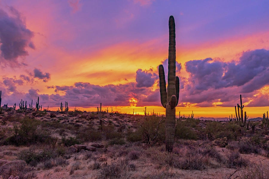 Cactus With Vibrant Sunset Background In Arizona Photograph by Ray ...