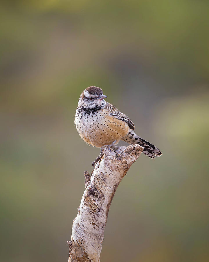Wildlife Photograph - Cactus Wren #1 by Rosemary Woods Images