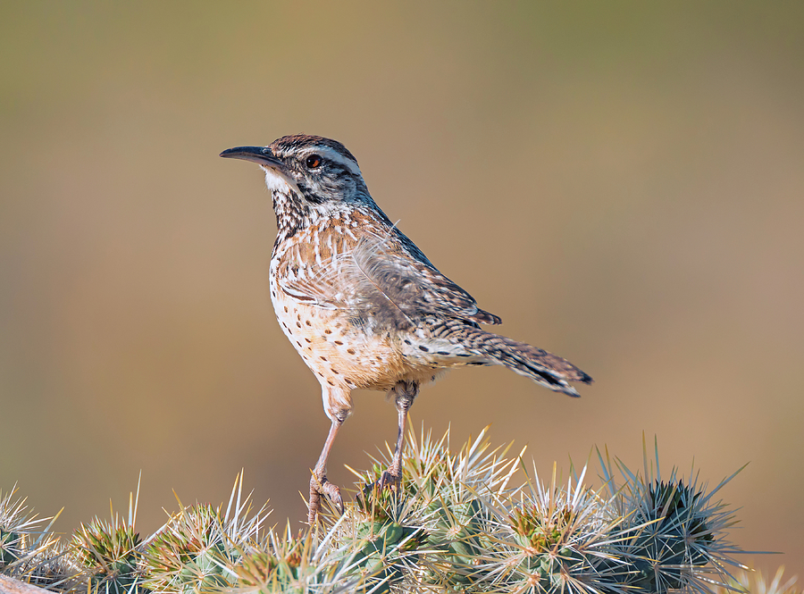 Cactus Wren at Home Photograph by Loree Johnson