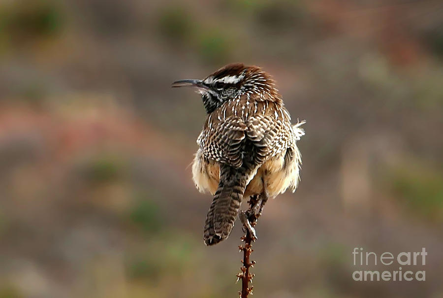 Cactus Wren Bird Photograph by Sandra Js