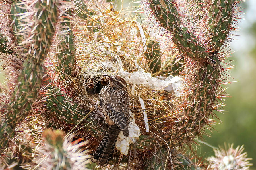 Cactus Wren Feeding Young in Nest Photograph by Dawn Richards