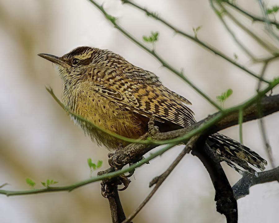 Cactus Wren h2040 Photograph by Mark Myhaver