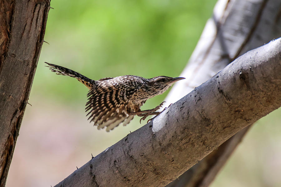 Cactus Wren Hunting Photograph by Dawn Richards