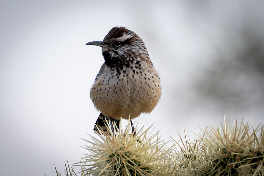 Cactus Wren Photograph by Matt Halvorson Cactus Wren Photograph by Matt Halvorson