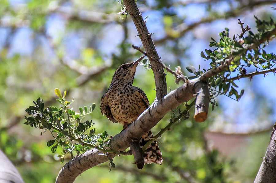 Cactus Wren sitting on Ironwood Branch Photograph by Dawn Richards