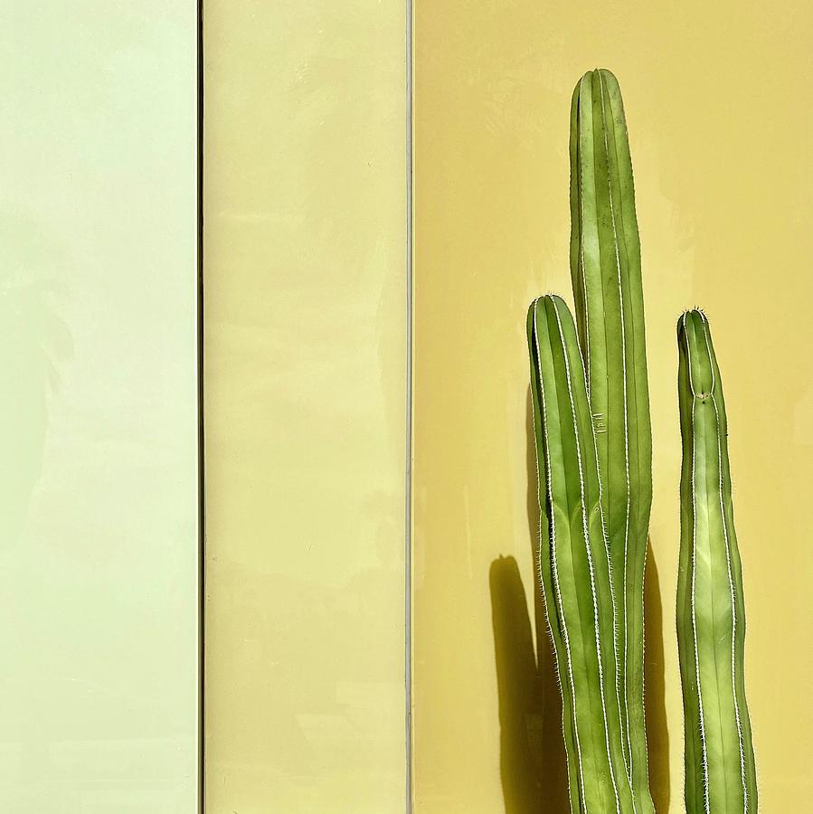 Cactus Yellow Wall Photograph by Julie Gebhardt