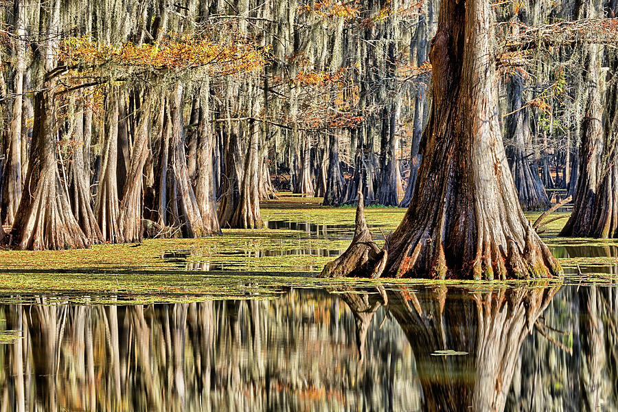 Caddo Color Photograph by JC Findley