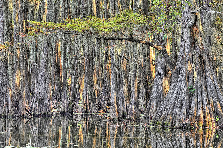 Caddo Color Reflectiona Photograph by JC Findley