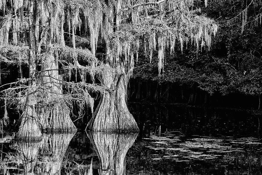 Caddo Cypress Reflections Black and White Photograph by JC Findley