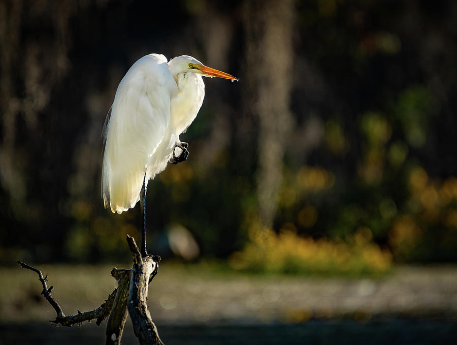 Caddo Egret Photograph by David Downs