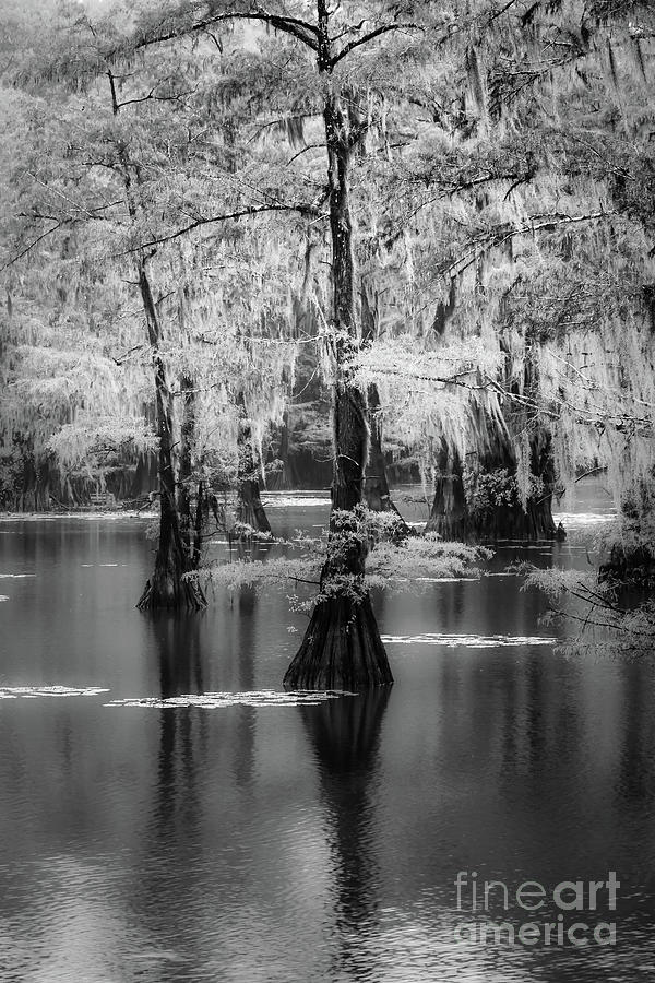 Caddo Lake 4020BW Photograph by Lawrence Burry