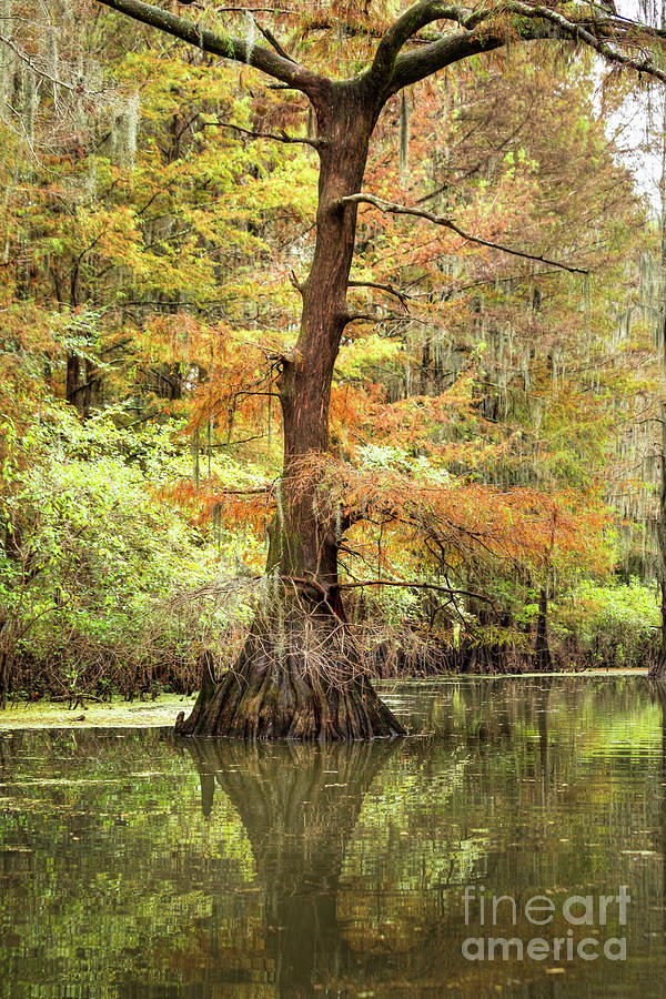 Caddo Lake 4160 Photograph by Lawrence Burry