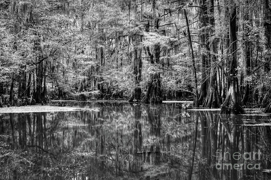 Caddo Lake 4221BW Photograph by Lawrence Burry