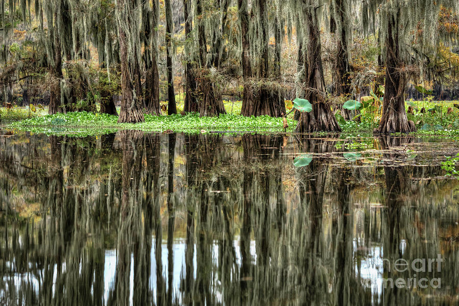 Caddo Lake 4312 Photograph by Lawrence Burry