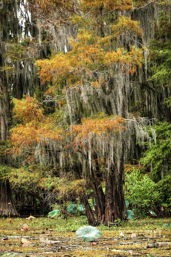 Caddo Lake 4322 Photograph by Lawrence Burry - Fine Art America