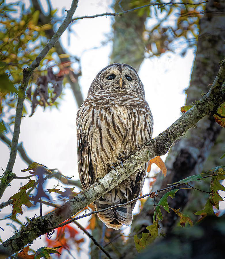 Caddo Lake Barred Owl Photograph by David Downs