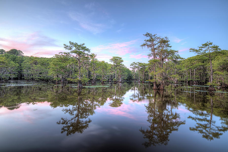 Caddo Lake Calm Photograph by JC Findley