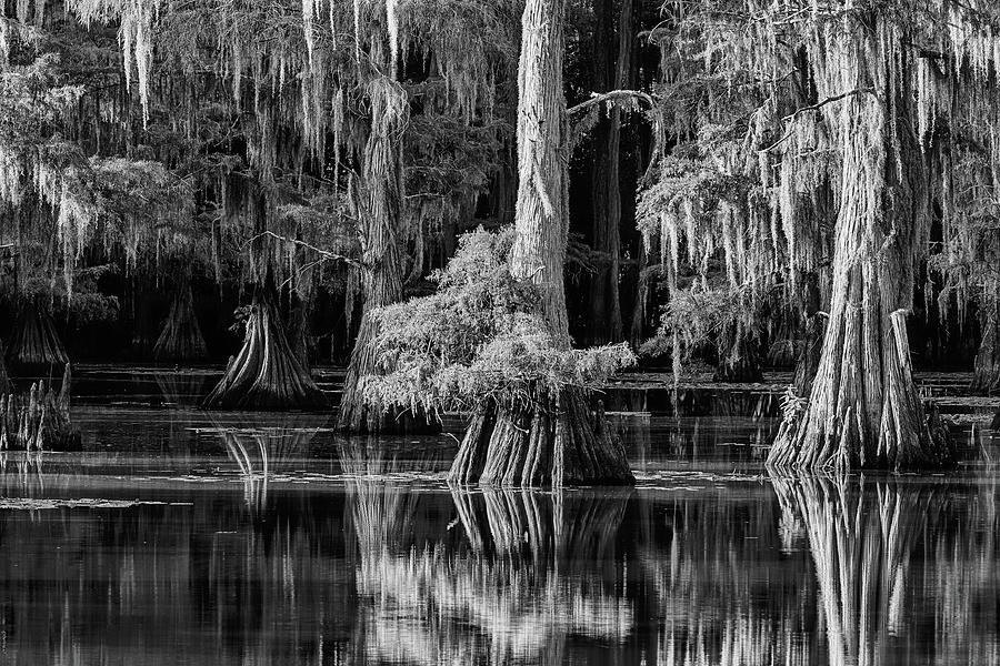 Caddo Lake Cypress Trees Black and White Photograph by JC Findley