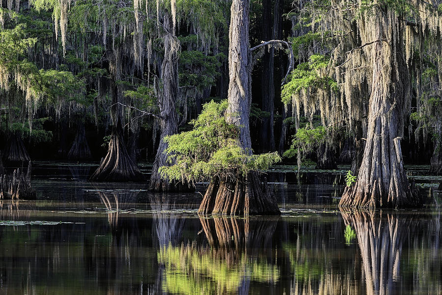 Caddo Lake Cypress Trees Photograph by JC Findley