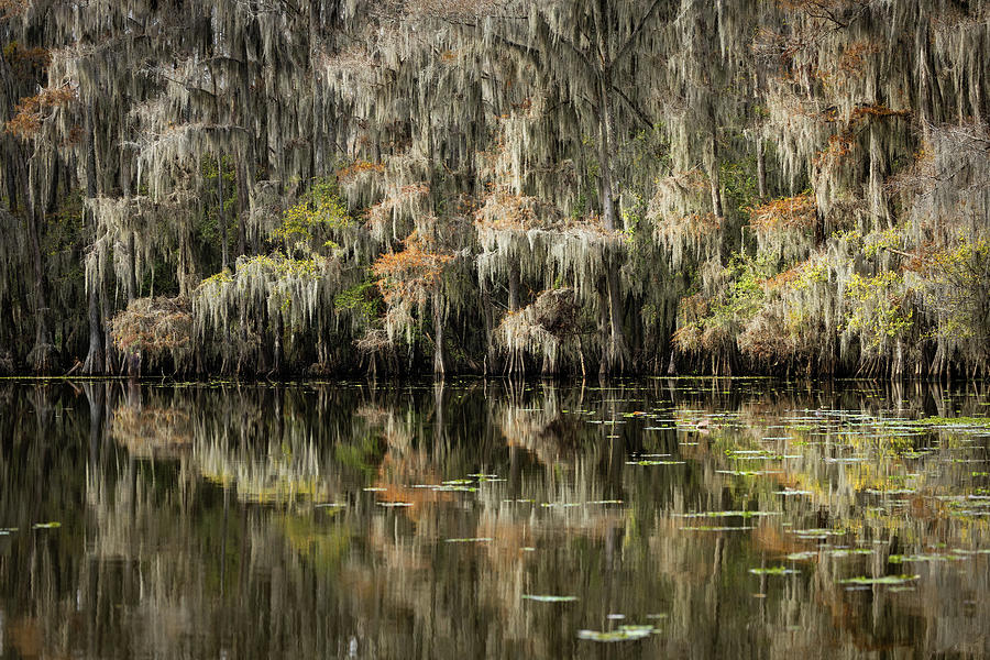 Caddo Lake in Autumn Photograph by Fran Gallogly