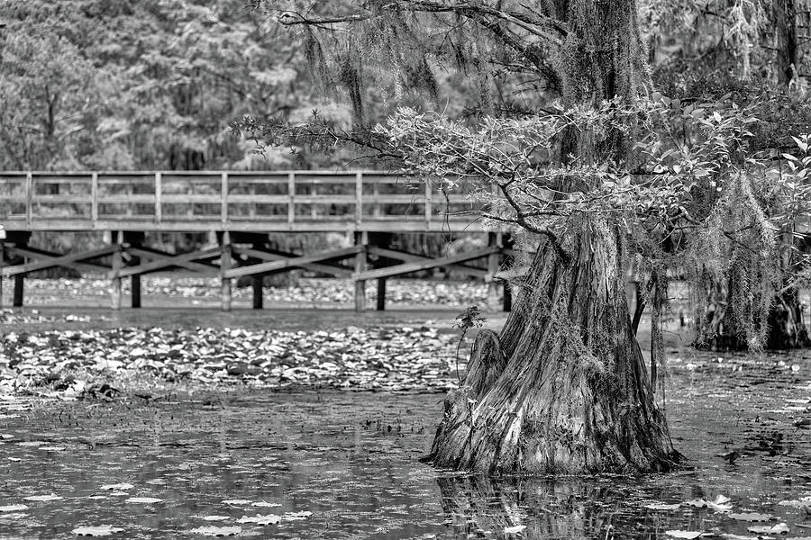 Caddo Lake In Black and White Photograph by Amber Kresge