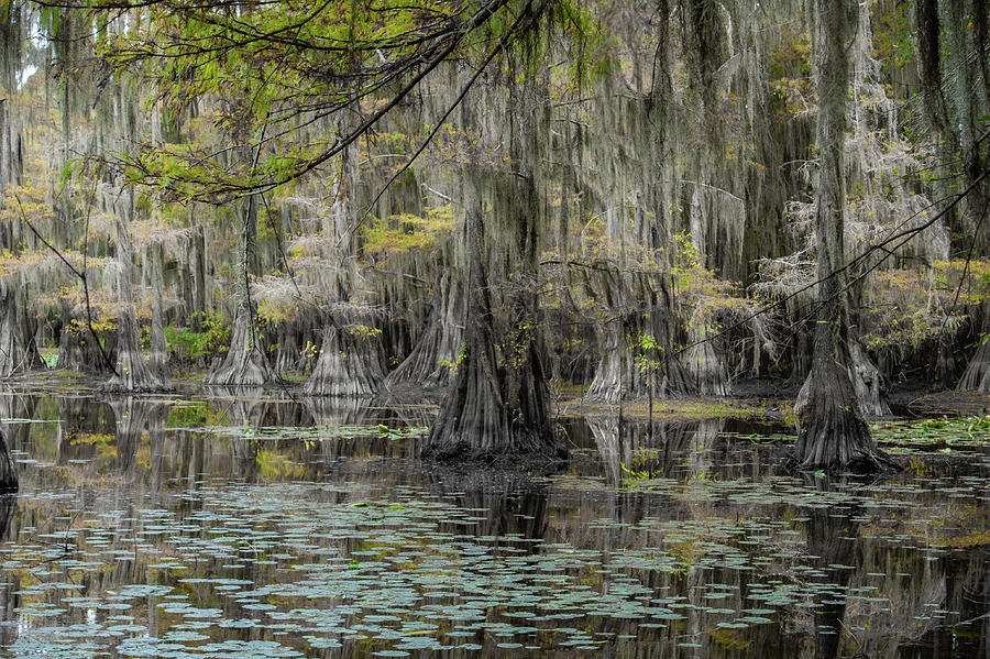 Caddo Lake in Summer Photograph by Iris Greenwell