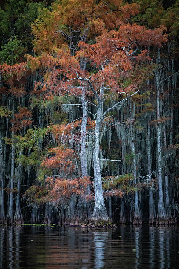 Caddo Lake Scupture Print Photograph by Harriet Feagin - Pixels