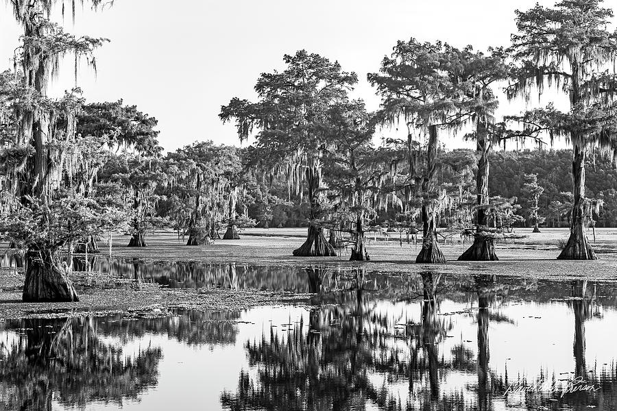 Caddo Lake-Series-003-M Photograph by David Allen Pierson