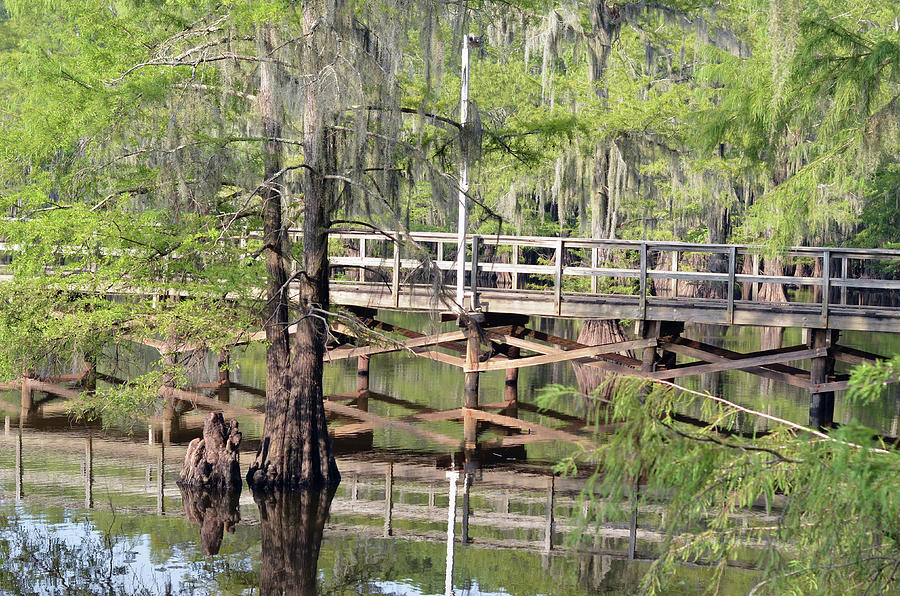 Caddo Lake State Park Mill Pond Bayou Wooden Pier Profile Texas Photograph by Shawn OBrien
