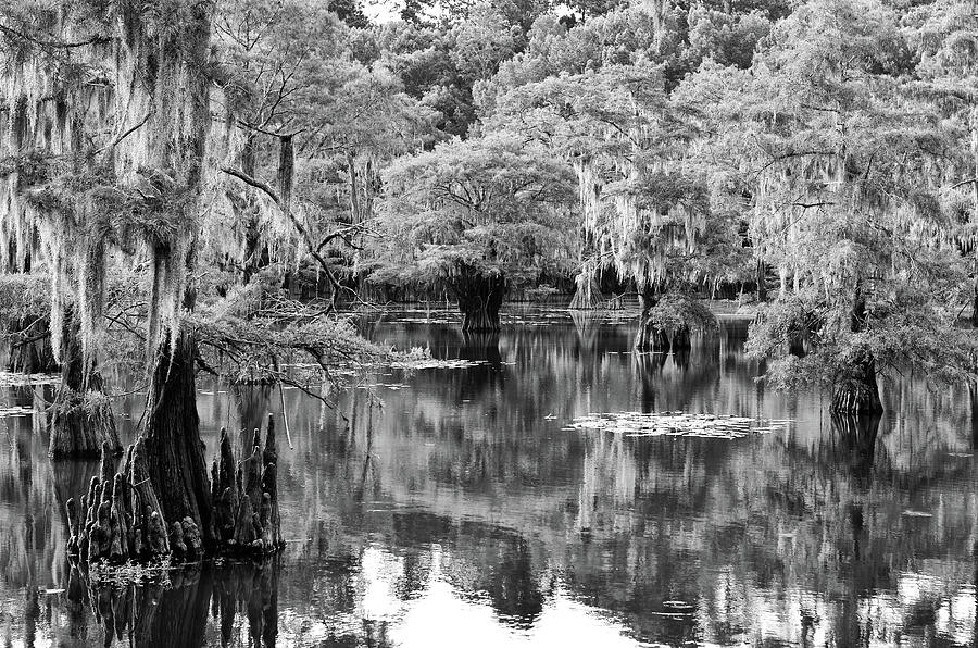 Caddo Lake State Park Mill Pond Cypress Trees and Spanish Moss Texas Black and White Photograph by Shawn OBrien