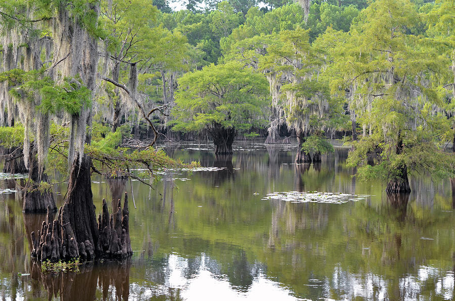 Caddo Lake State Park Mill Pond Cypress Trees and Spanish Moss Texas Photograph by Shawn OBrien